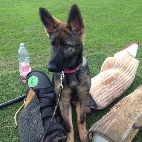 Aria-german-shepherd