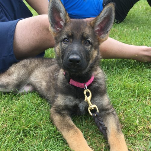 german-shepherds-uk